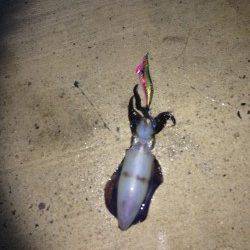 夕日港でアオリ15ハイ！エギは墨族！