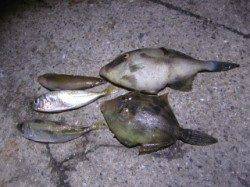 大蔵海岸でサビキアジ&胴突きカワハギ