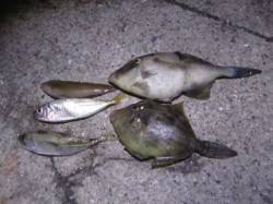 大蔵海岸でサビキアジ&胴突きカワハ…