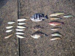 青物狙いで盛況の大蔵海岸にてサビキの釣果