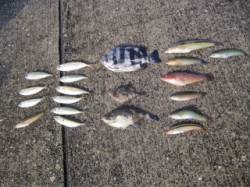 青物狙いで盛況の大蔵海岸にてサビキの釣果