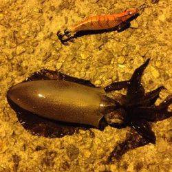 垂水漁港、サビキでアジ・サバ、エギングの釣果もあり！