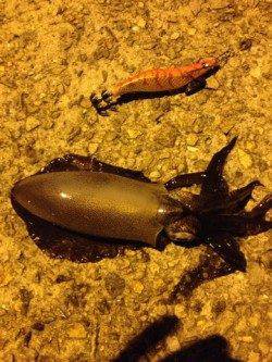 垂水漁港、サビキでアジ・サバ、エギングの釣果もあり！