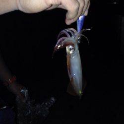 新浜漁港でエギング　中層でケンサキイカがHIT