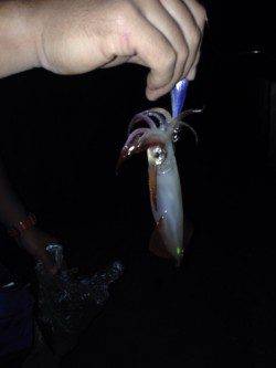 新浜漁港でエギング　中層でケンサキイカがHIT