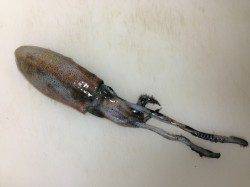 常神方面ランガン！コウイカ&アオリイカ