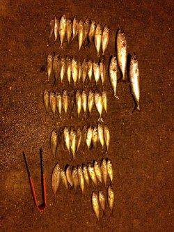 垂水漁港、サビキでアジ・サバ、エギングの釣果もあり！