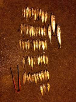 垂水漁港、サビキでアジ・サバ、エギングの釣…