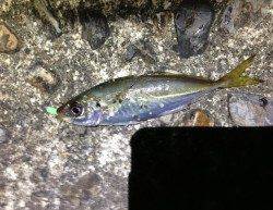 爆風の中でもアジング大当たり～！　