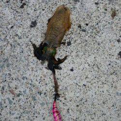 夕日港でアオリ15ハイ！エギは墨族！