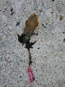 夕日港でアオリ15ハイ！エギは墨族！