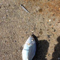 三尾漁港デイアジング調査　ヒラセイゴがあたりました