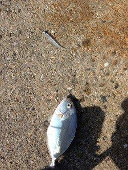 三尾漁港デイアジング調査　ヒラセイゴがあたりました