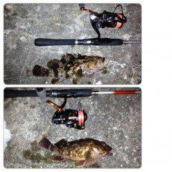 舞洲アジングは投げるたびに当たりまくりでした！