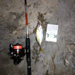 舞洲のアジング　型がよくなってきたようです