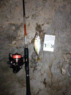 舞洲のアジング　型がよくなってきたようです