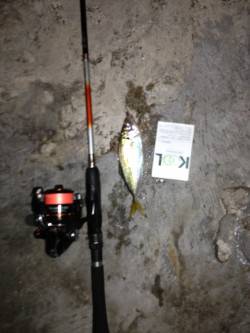 舞洲のアジング　型がよくなってきたようです…