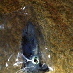 家島でエギング、夕方から朝まで島一周しての釣果