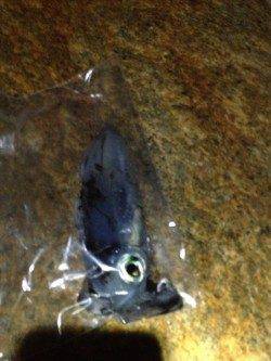 家島でエギング、夕方から朝まで島一周しての釣果