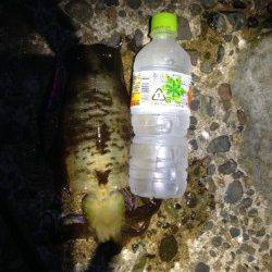 深夜の久美浜エギング　【400g一杯】