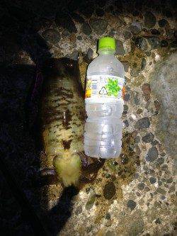 深夜の久美浜エギング　【400g一杯】