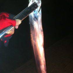 四時間で7匹！ 南港もタチウオシーズン到来♪