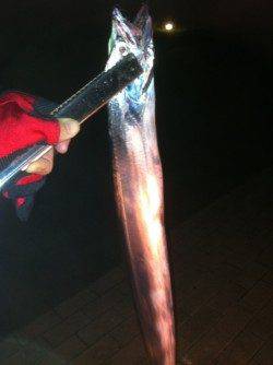 四時間で7匹！ 南港もタチウオシーズン到来♪