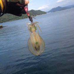 舞鶴西部エギングシーズン到来です