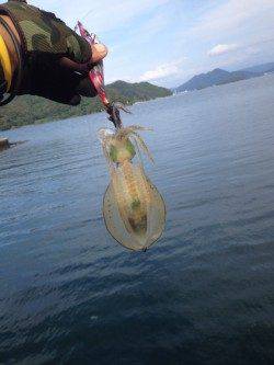 舞鶴西部エギングシーズン到来です