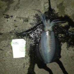 福良　下げ潮〜潮止まりまでのエギングでアオリイカ11パイ