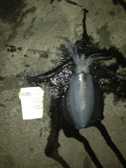 福良　下げ潮〜潮止まりまでのエギングでアオ…