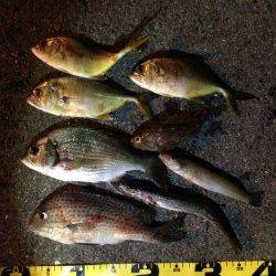 印南港エビ撒き釣り　多魚種で楽しめました！