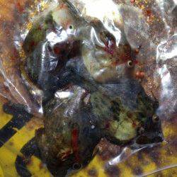 雑賀崎　アジングタックルで楽しむサイトカワハギ☆