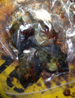 雑賀崎　アジングタックルで楽しむサイトカワハギ☆