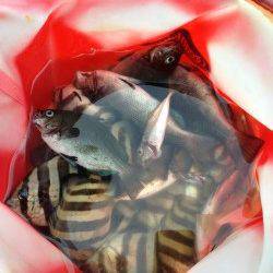 音海大波止でアジ・イシダイなどの釣果