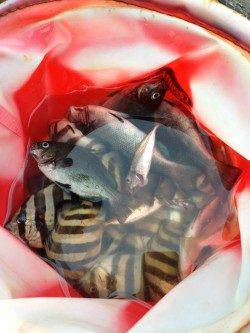 音海大波止でアジ・イシダイなどの釣果