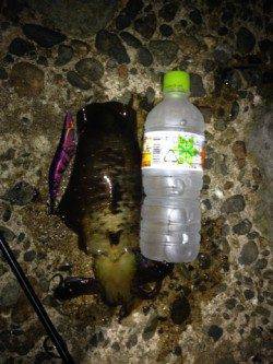 深夜の久美浜エギング　【400g一杯】