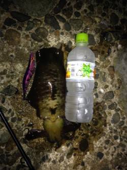 深夜の久美浜エギング　【400g一杯】