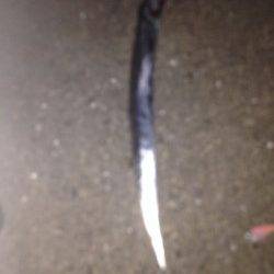 岸和田　丁寧に棚を探りながらの早巻でタチウオがヒット