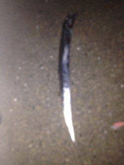 岸和田　丁寧に棚を探りながらの早巻でタチウオがヒット