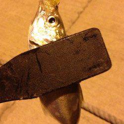 深日漁港にて台風後初のアジング調査