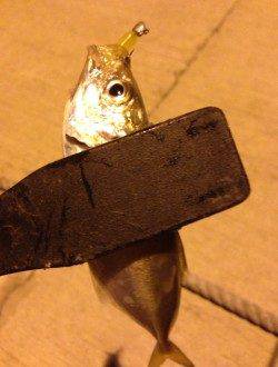 深日漁港にて台風後初のアジング調査