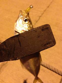 深日漁港にて台風後初のアジング調査