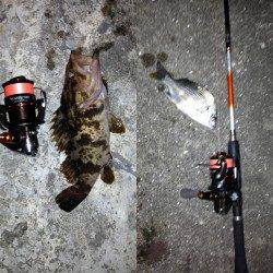 舞洲のアジング　型がよくなってきたようです