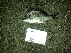 舞洲　チニング1本での釣行でキビレ3匹　小型は沢山居る様子