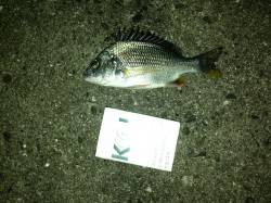 舞洲　チニング1本での釣行でキビレ3匹　小…