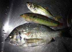 衣奈でフカセ釣り、ほぼ入れ食い状態でした　