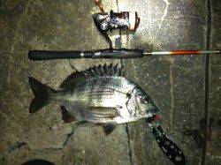 舞洲　ゴミの多い状況でのチニングでチヌ・ガシラ・キビレ