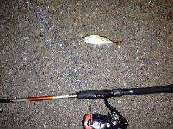 伊毘　ランガンエギングでアオリイカ　後アジングコース