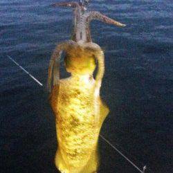 アジュール舞子～西舞子　エギングでアオリイカ＆ケンサキ　アオリは高活性！